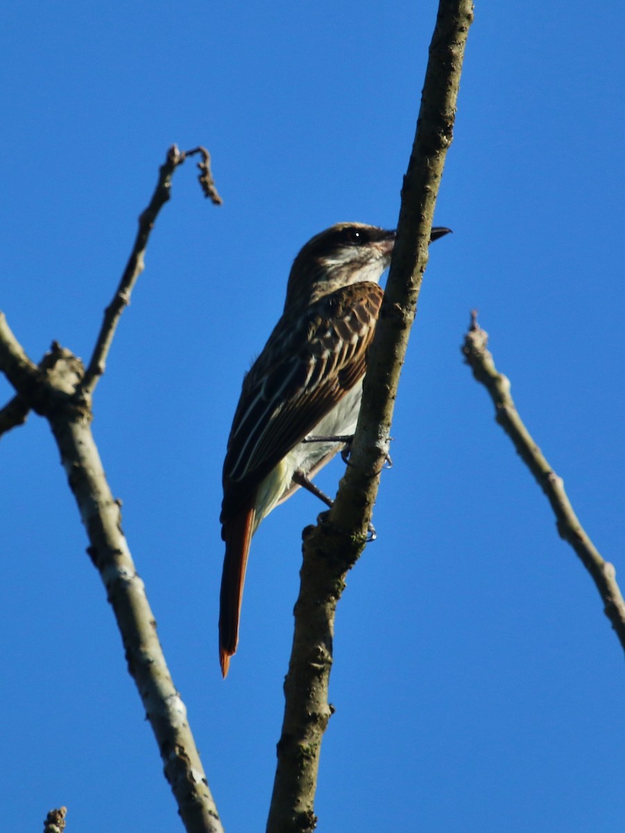 Streaked Flycatcher - ML134686291