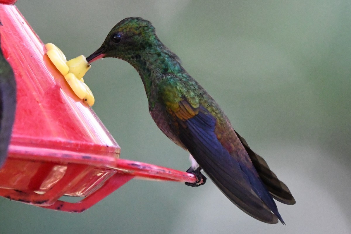 kolibřík měděnořitý - ML134688481