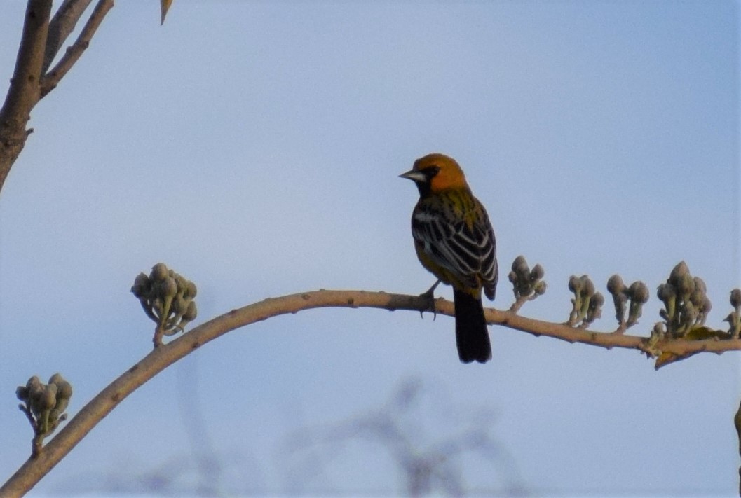 Streak-backed Oriole - ML134691521