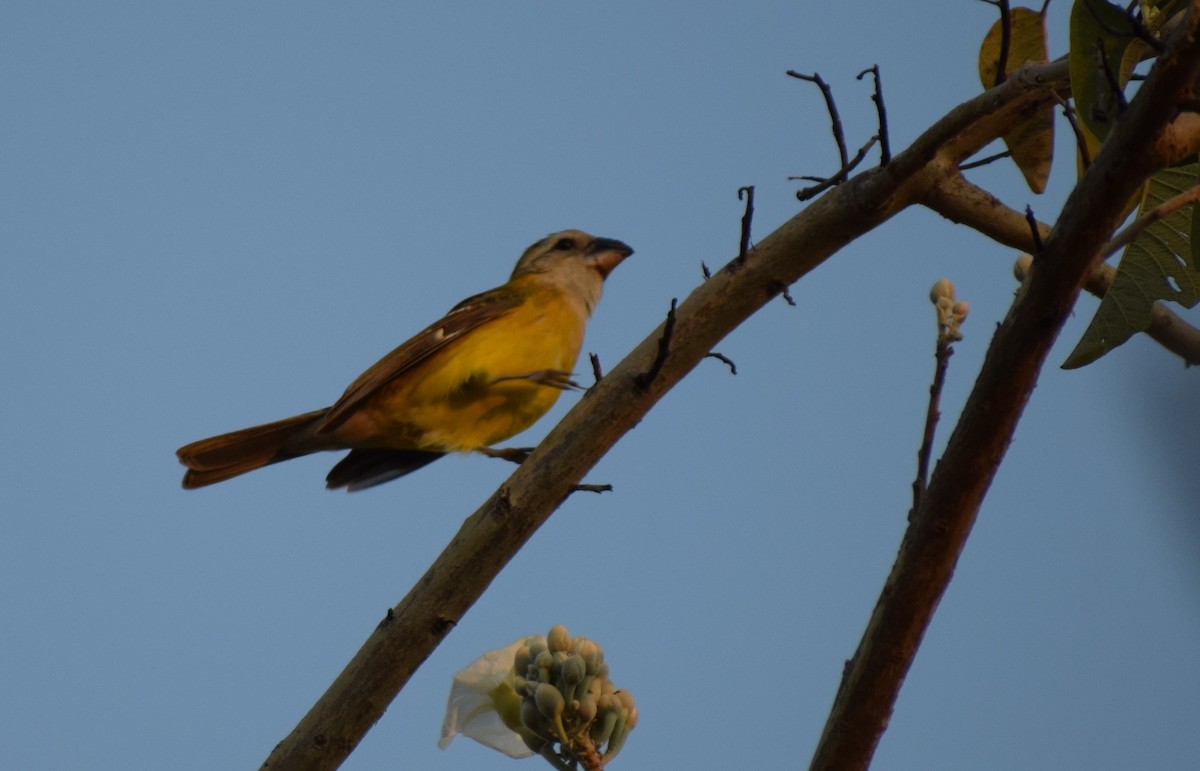 Yellow Grosbeak - ML134691971