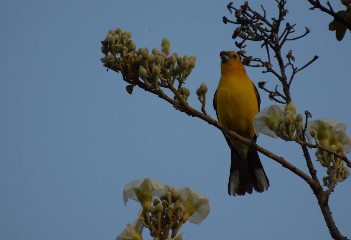 Yellow Grosbeak - ML134691981