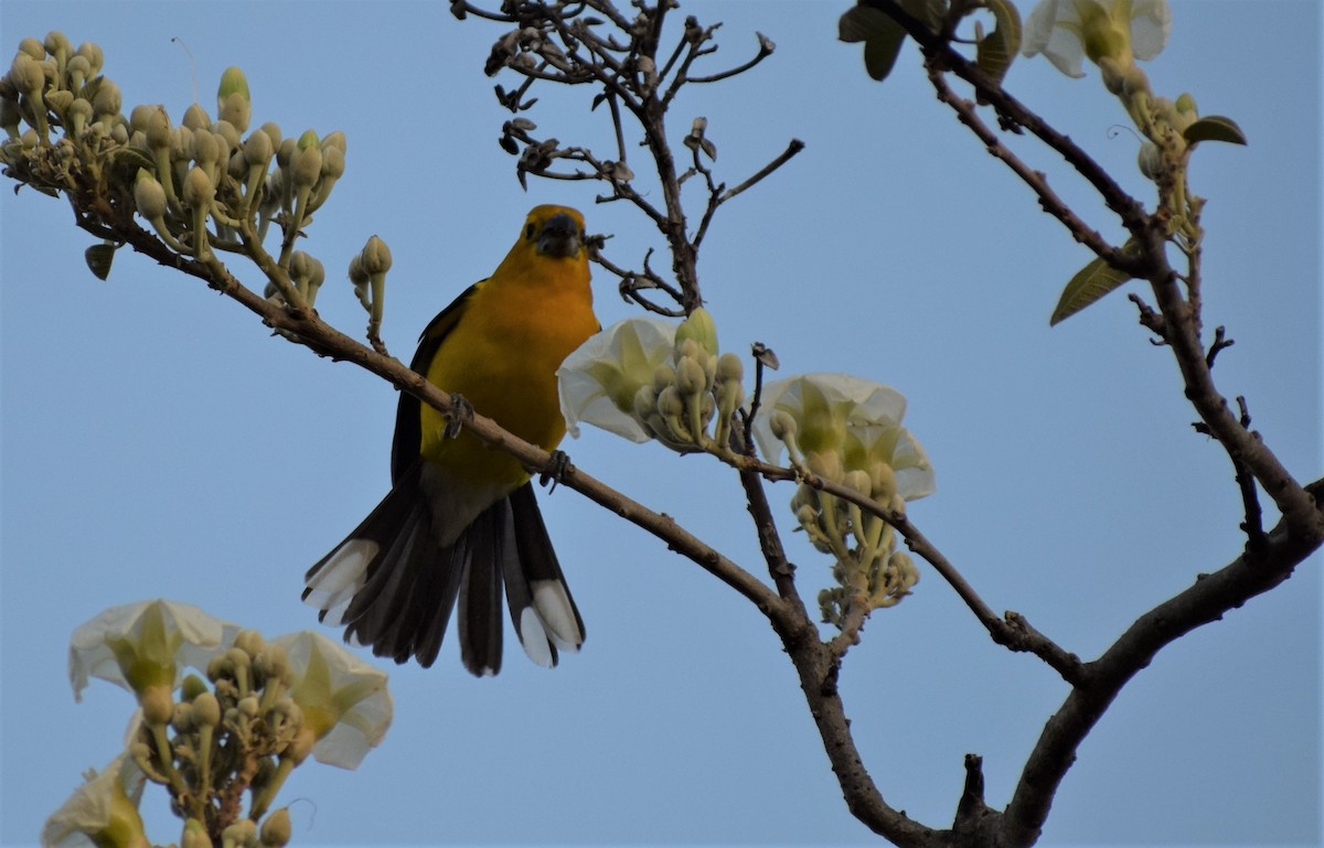 Yellow Grosbeak - ML134691991