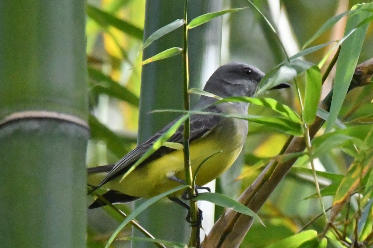 Tropical Kingbird - ML134692041