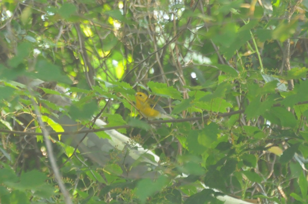 Prothonotary Warbler - ML134693171