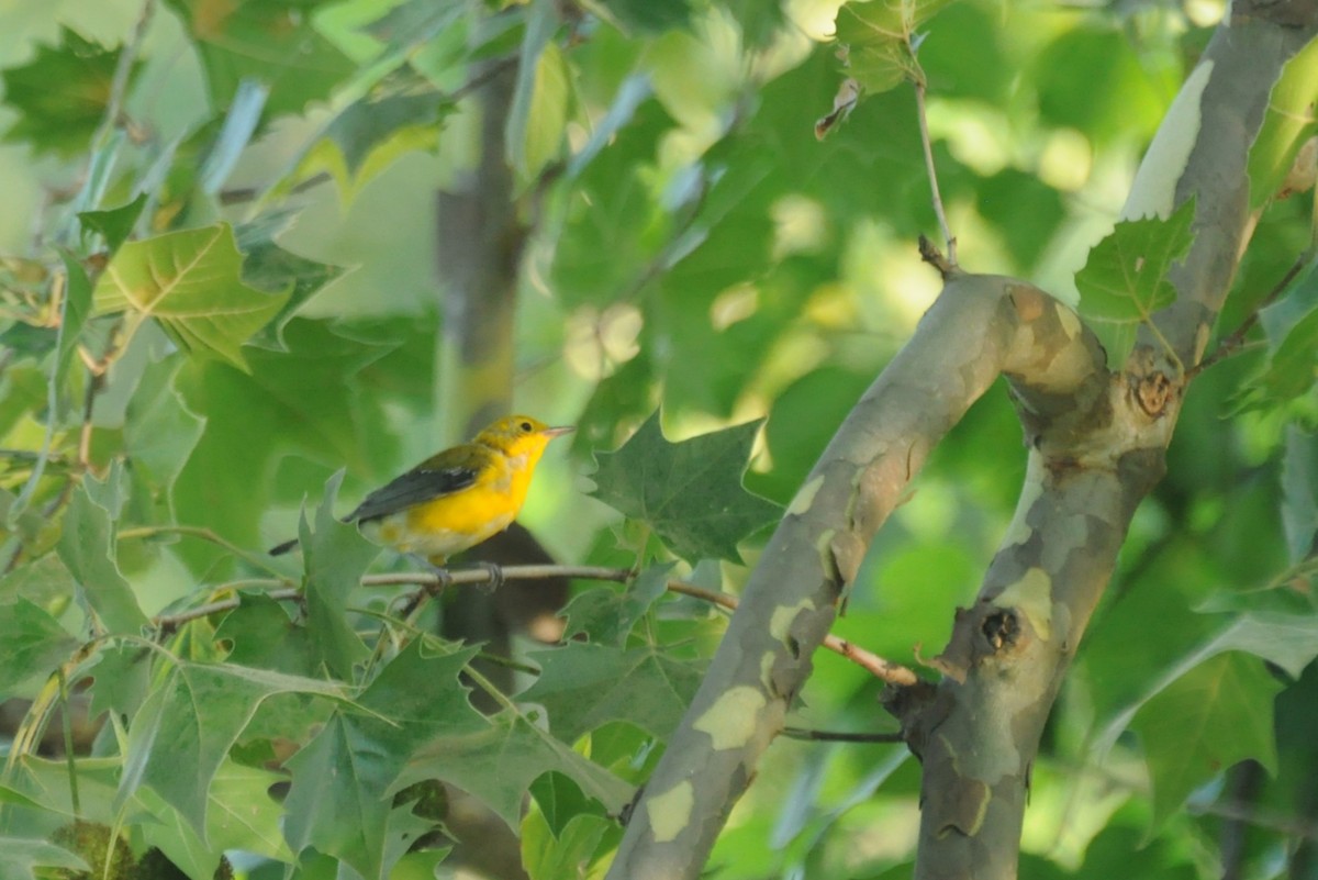 Prothonotary Warbler - ML134693201