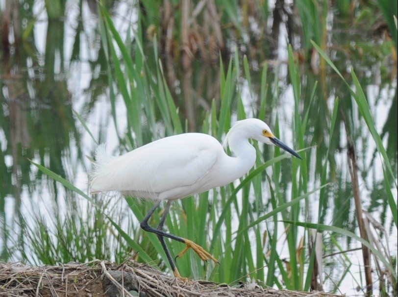 Snowy Egret - ML134694581