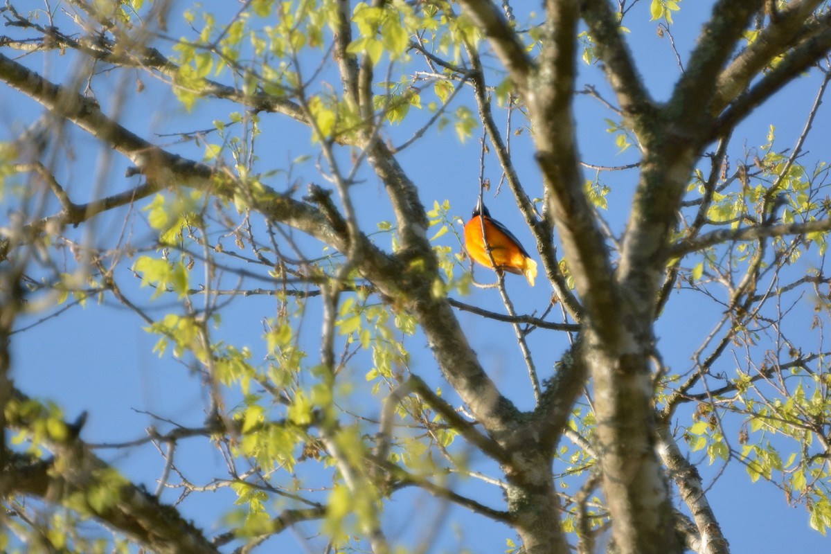 Baltimore Oriole - ML134695911