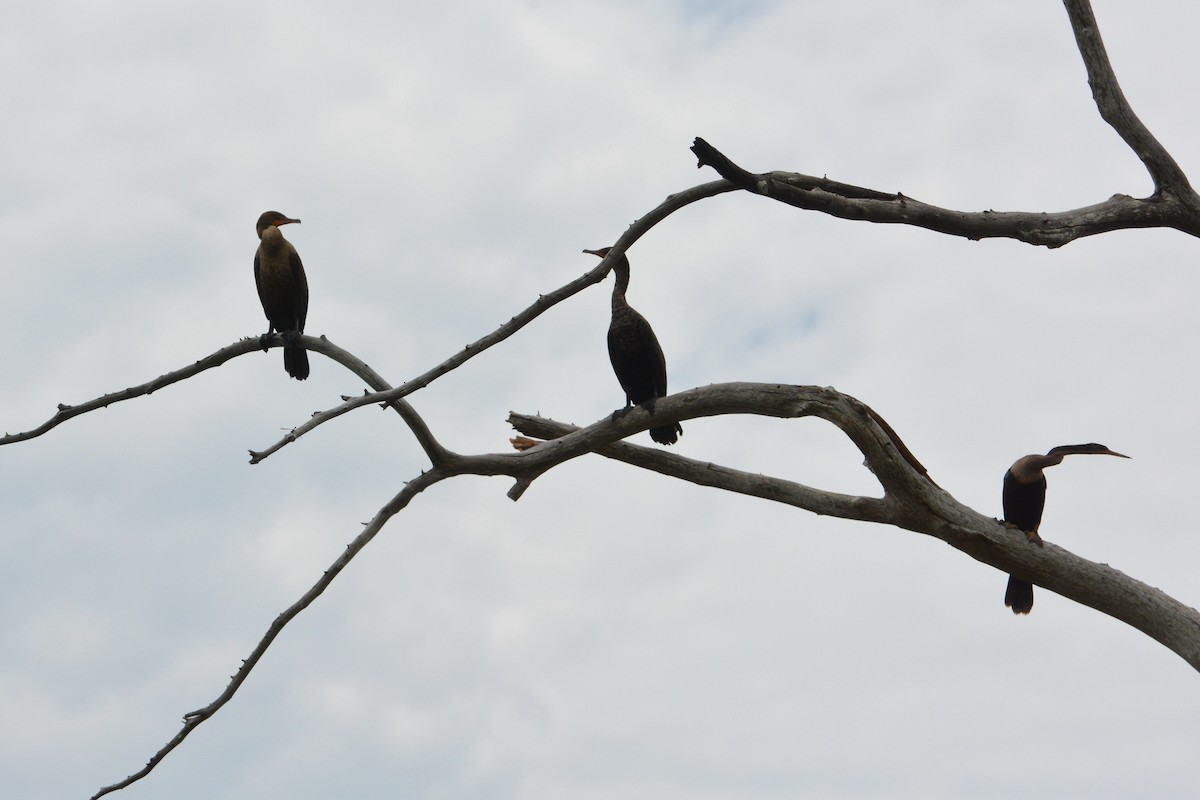 Cormoran à aigrettes - ML134696771