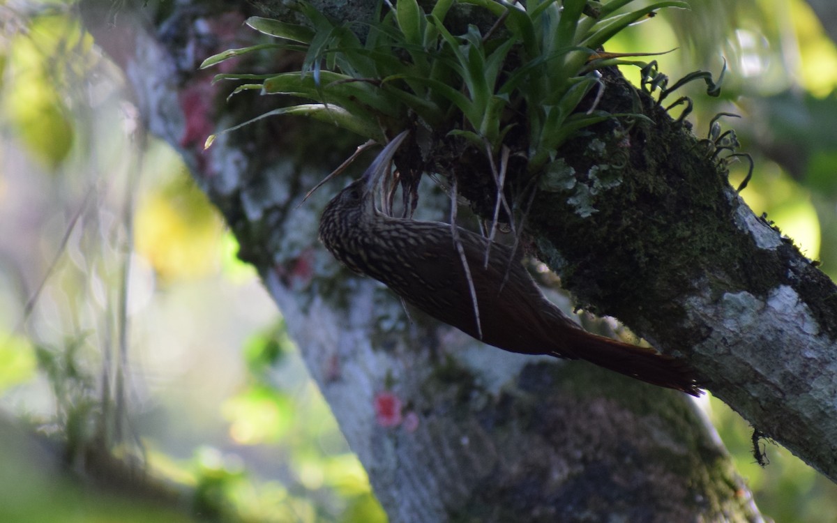 Ivory-billed Woodcreeper - ML134697961