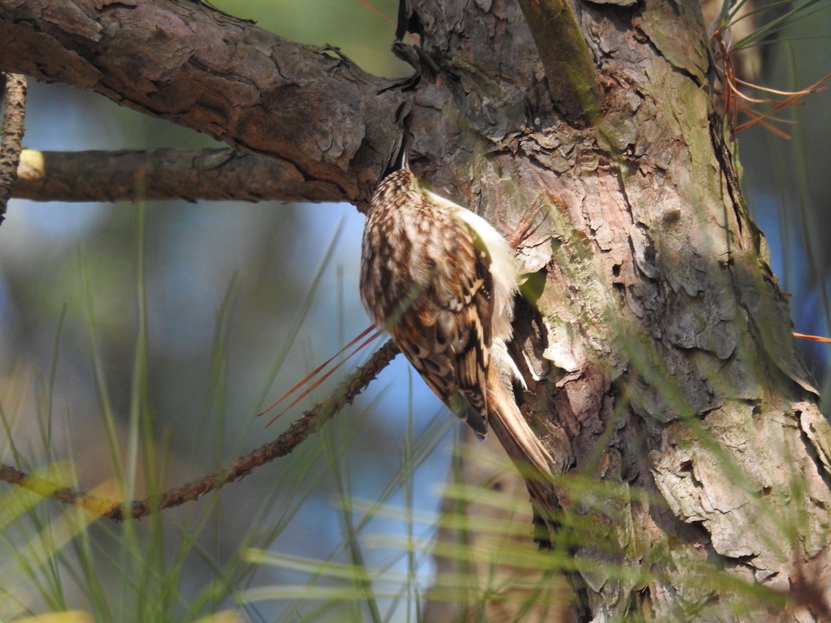 Brown Creeper - ML134699701