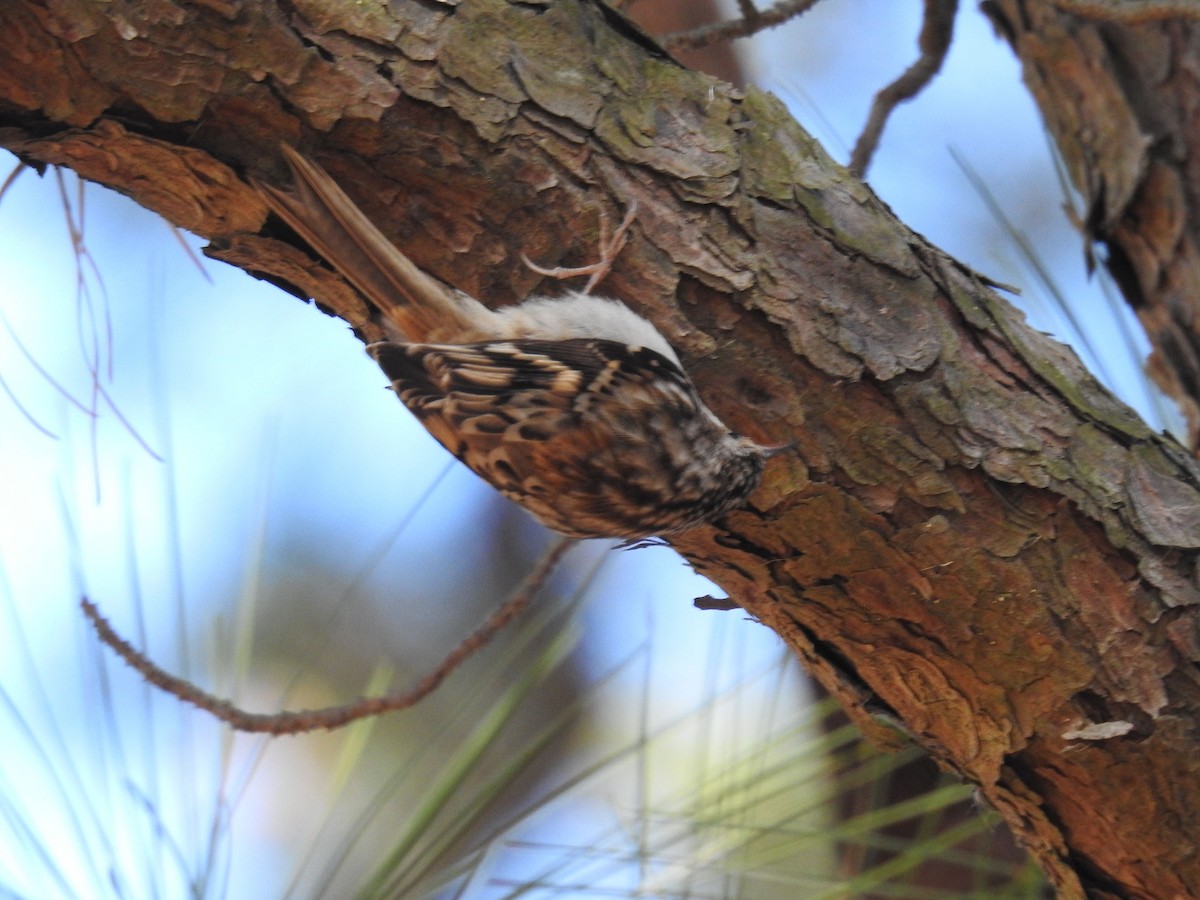 Brown Creeper - ML134699711