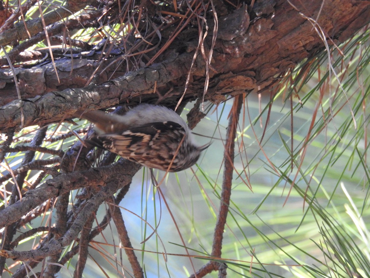 Brown Creeper - ML134699721