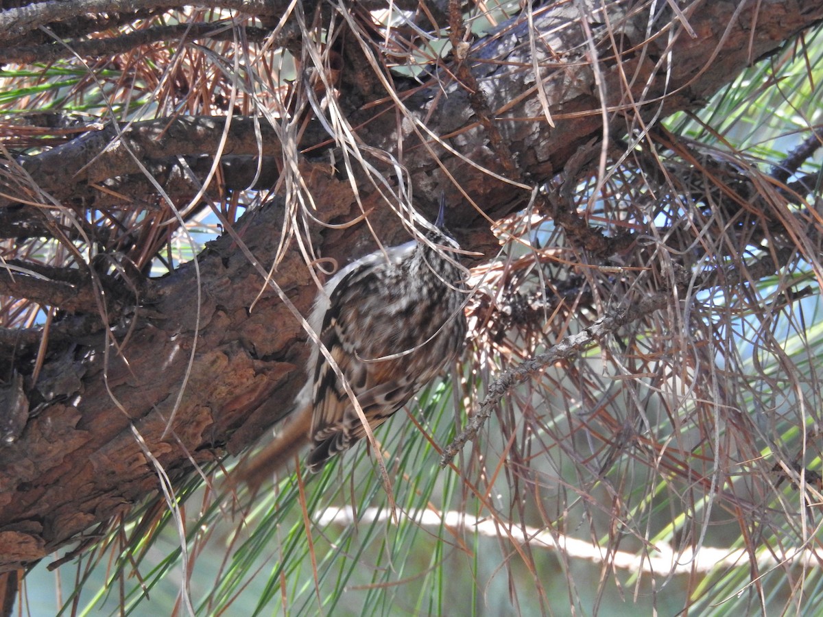 Brown Creeper - ML134699751