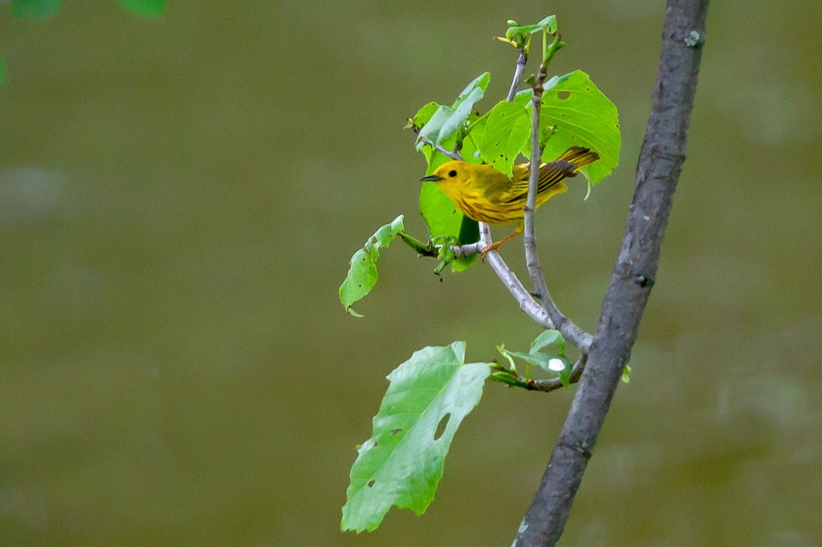 Yellow Warbler - ML134700191