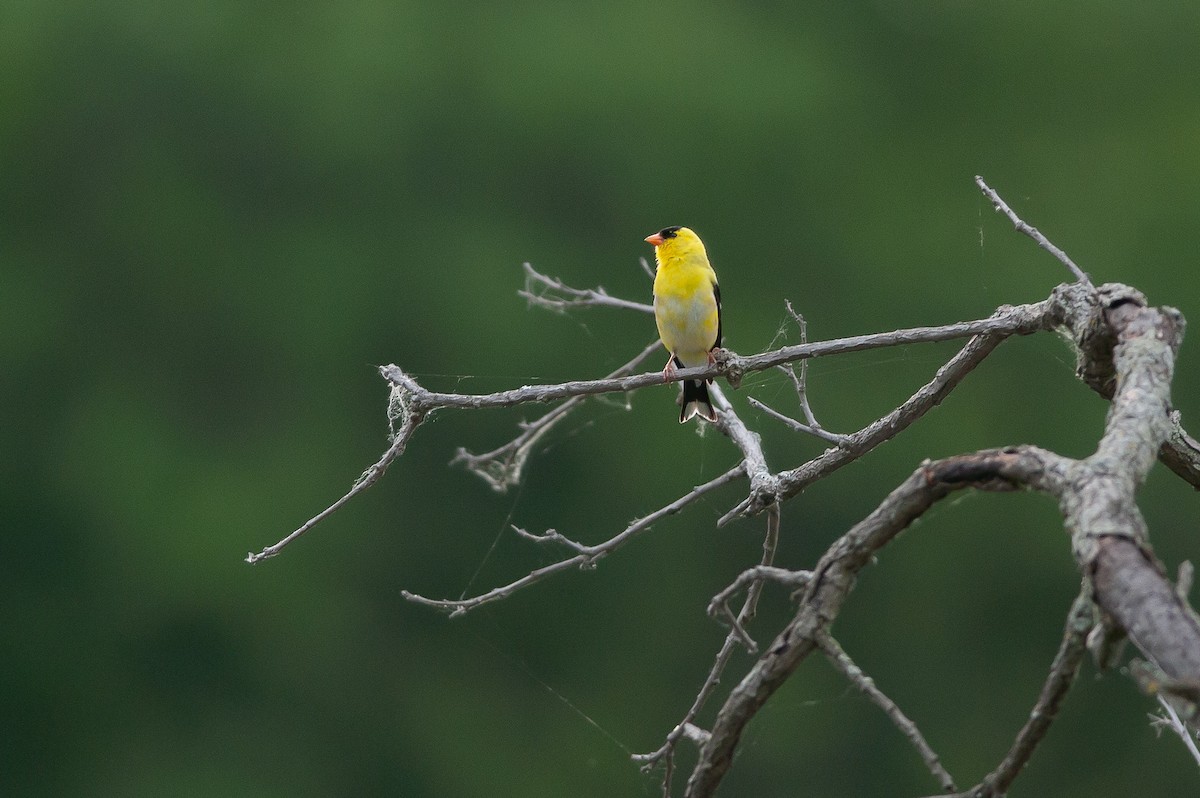 Chardonneret jaune - ML134700451