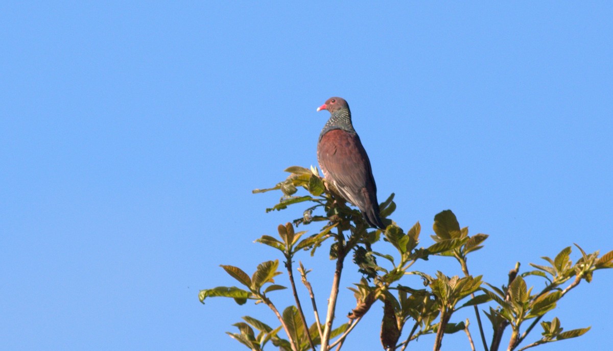 Pigeon ramiret - ML134701021