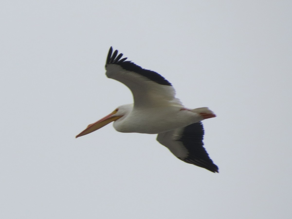 American White Pelican - Brian Johnston