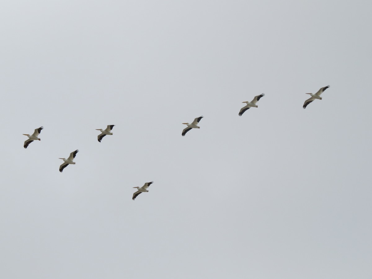 American White Pelican - Brian Johnston