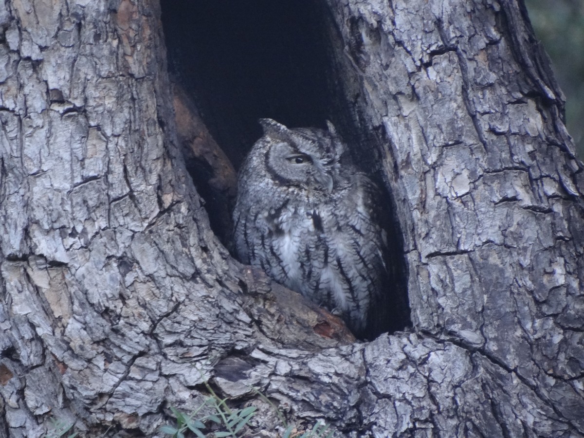 Western Screech-Owl - ML134703611