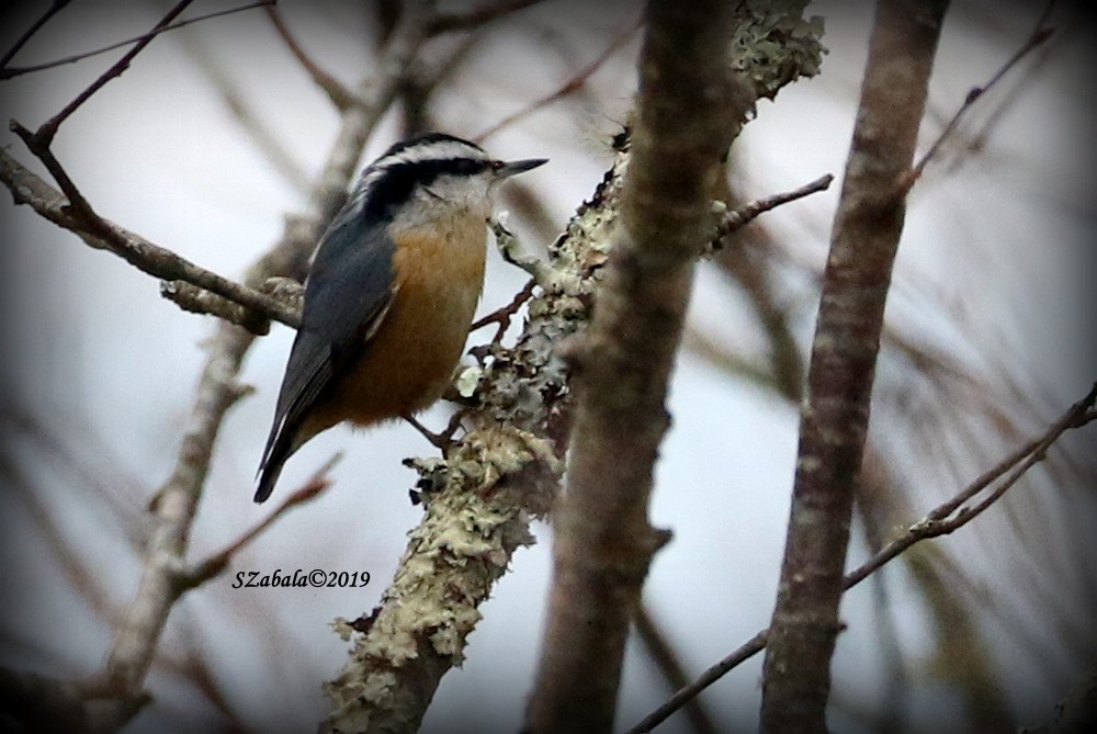 Red-breasted Nuthatch - Sandra Zabala