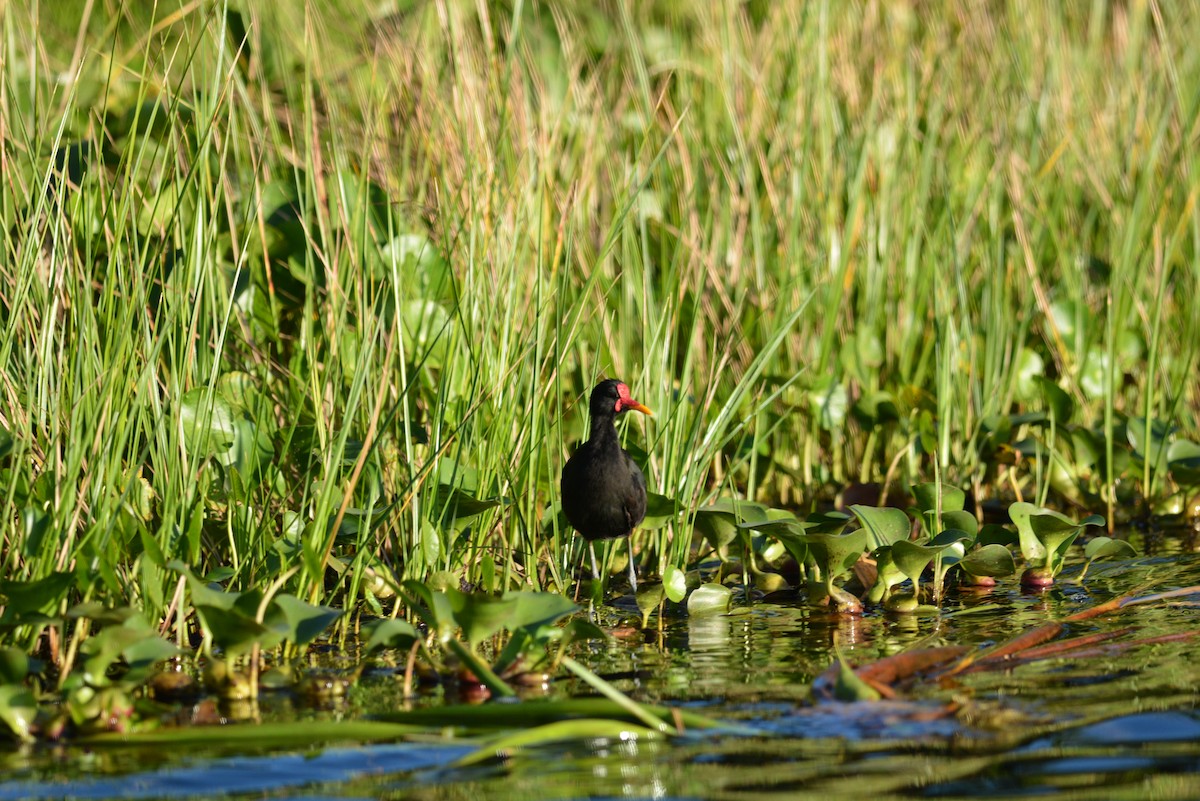 rødflikbladhøne (hypomelaena) - ML134708221