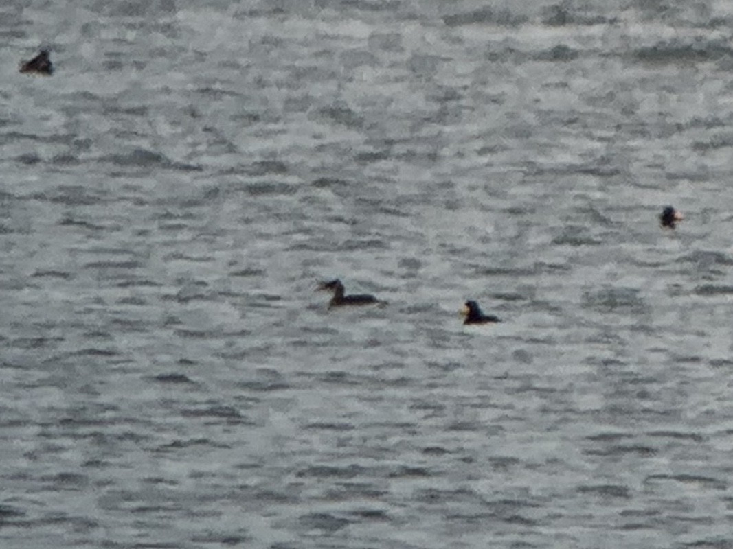 Red-necked Grebe - ML134709291