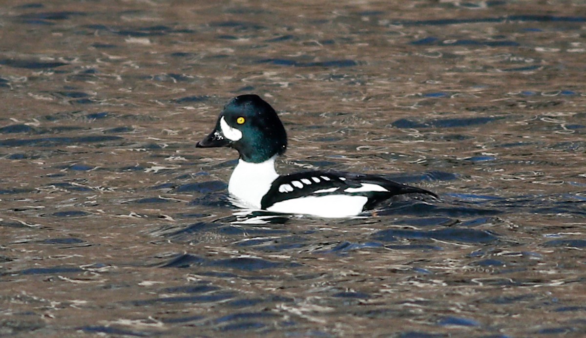 Barrow's Goldeneye - Gary Jarvis