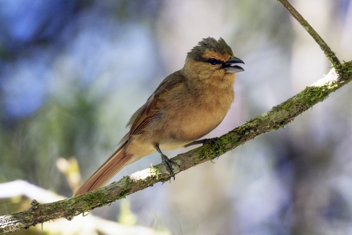 Brown Tanager - Steven Whitebread