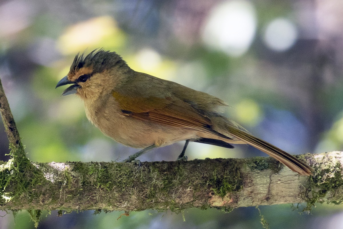 Brown Tanager - Steven Whitebread