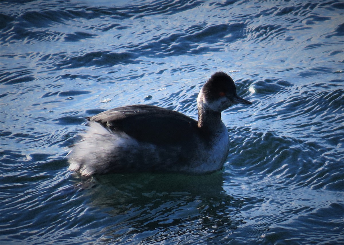 Eared Grebe - ML134710691