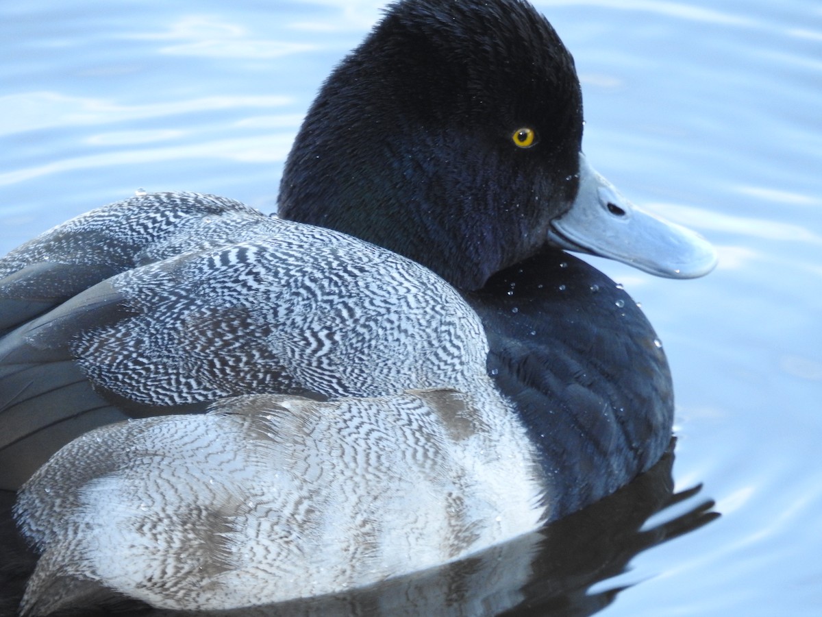 Lesser Scaup - ML134712601