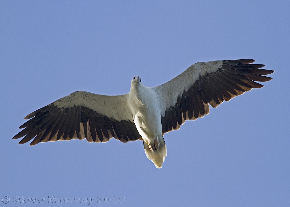 White-bellied Sea-Eagle - ML134713801