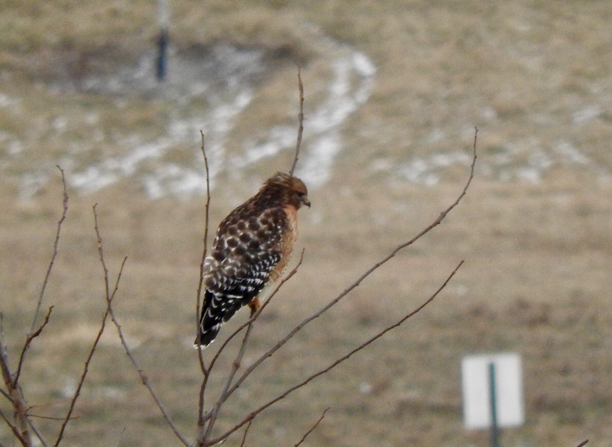 Red-shouldered Hawk - ML134714931