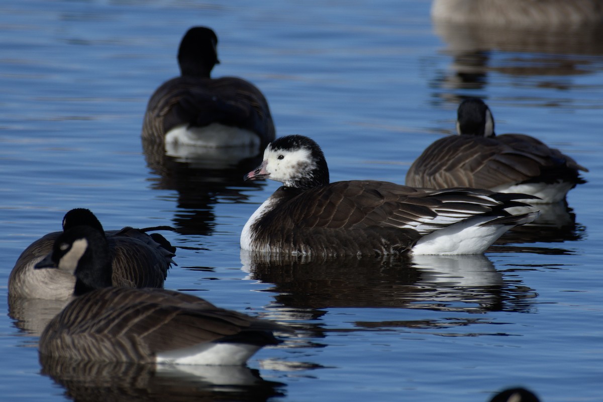 Ross's x Cackling Goose (hybrid) - Richard Trinkner