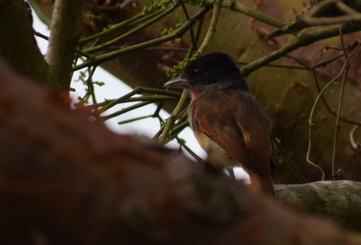 Rose-throated Becard - Neil Gilbert