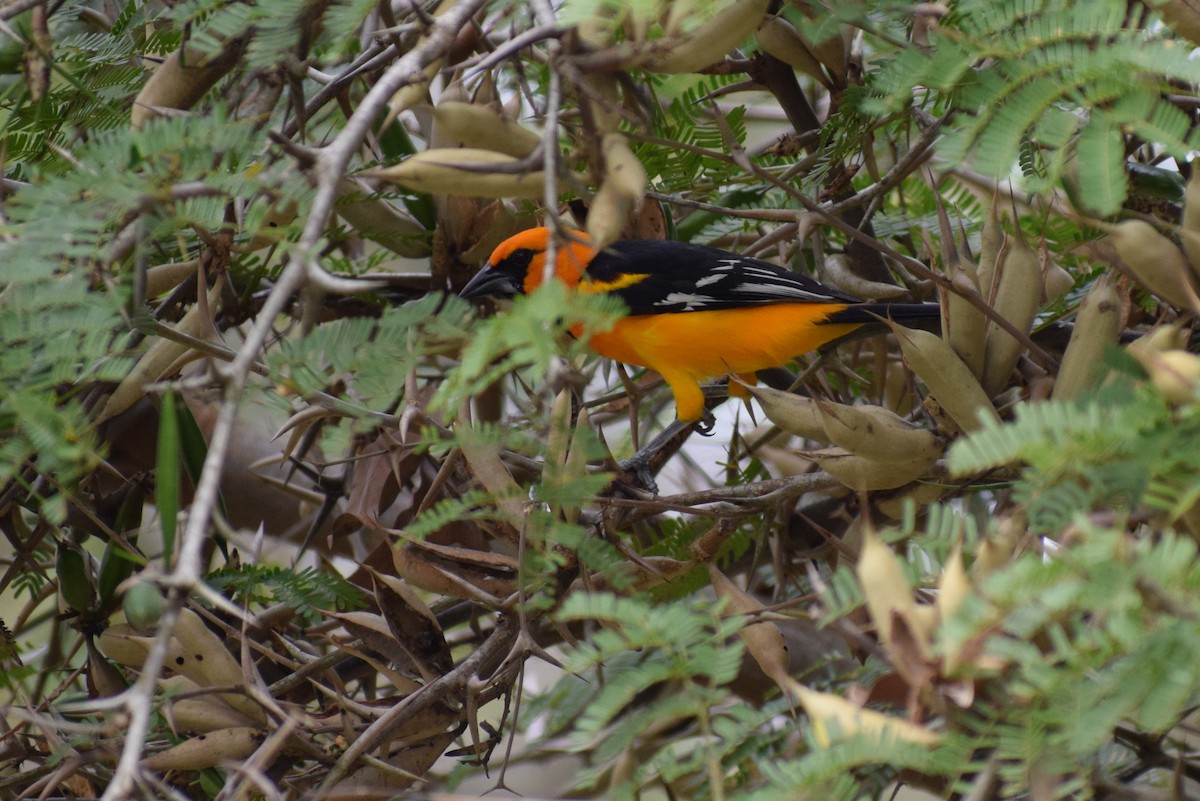 Altamira Oriole - Neil Gilbert