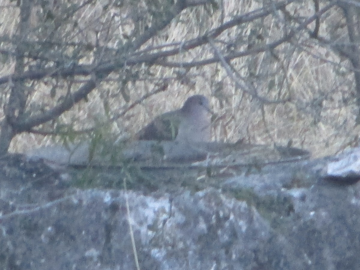 White-tipped Dove (White-tipped) - ML134716751