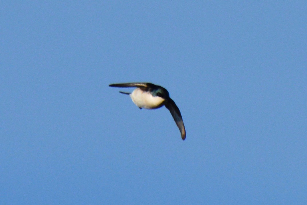 Tree Swallow - John Swenfurth