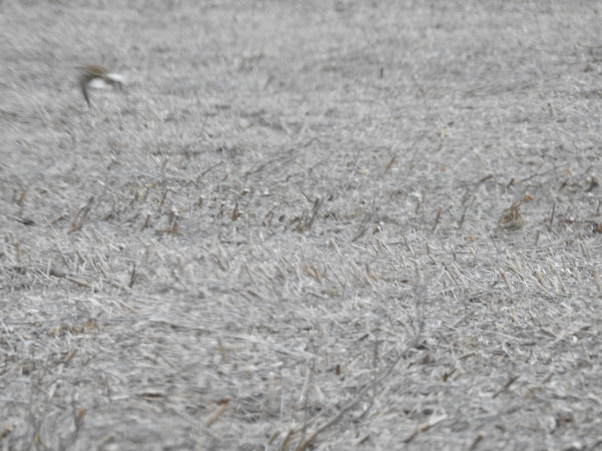 Eastern Meadowlark - Carlton Noll