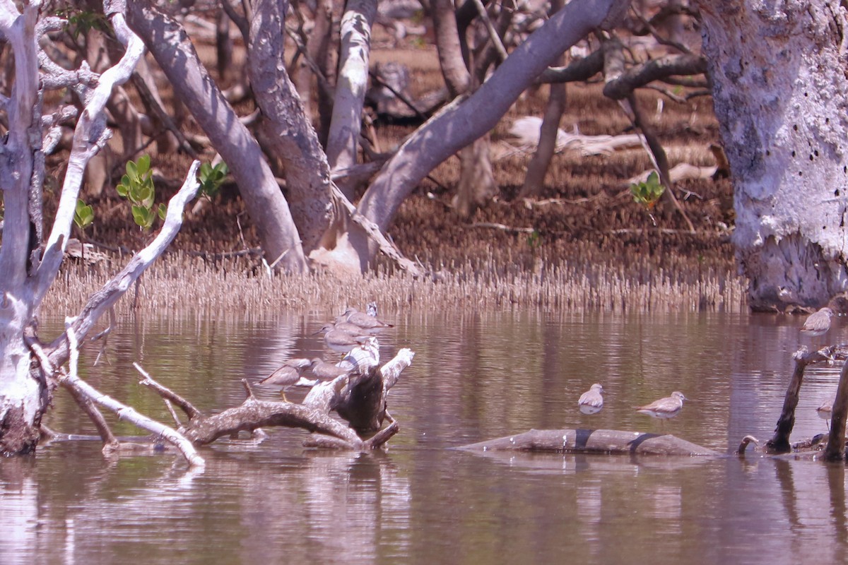 Gray-tailed Tattler - ML134719241