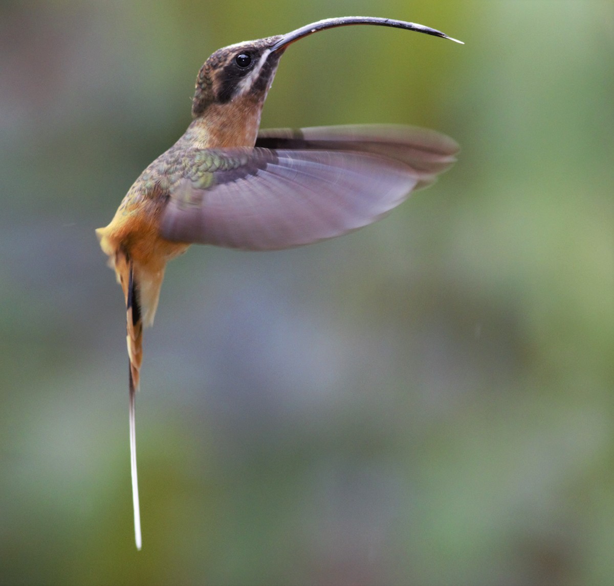 Orangebauch-Schattenkolibri - ML134719311