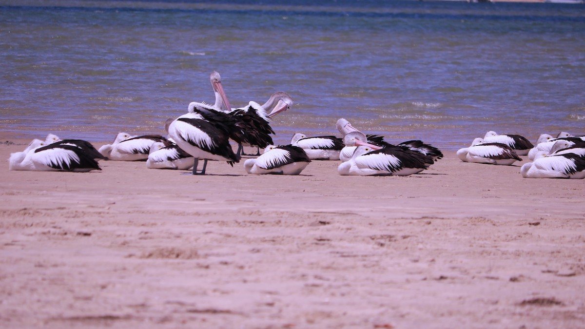 pelikán australský - ML134720301