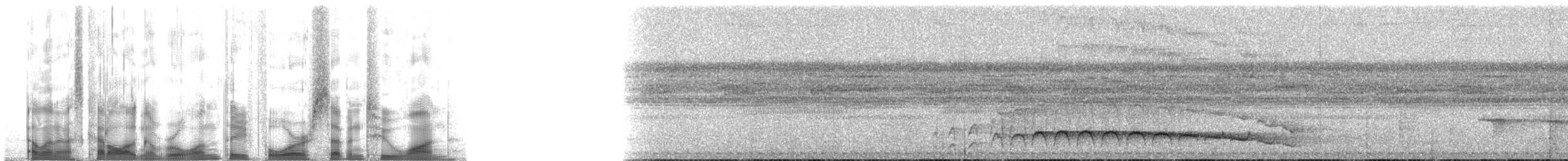 amazonvatretreløper (juruanus/polyzonus) - ML134721