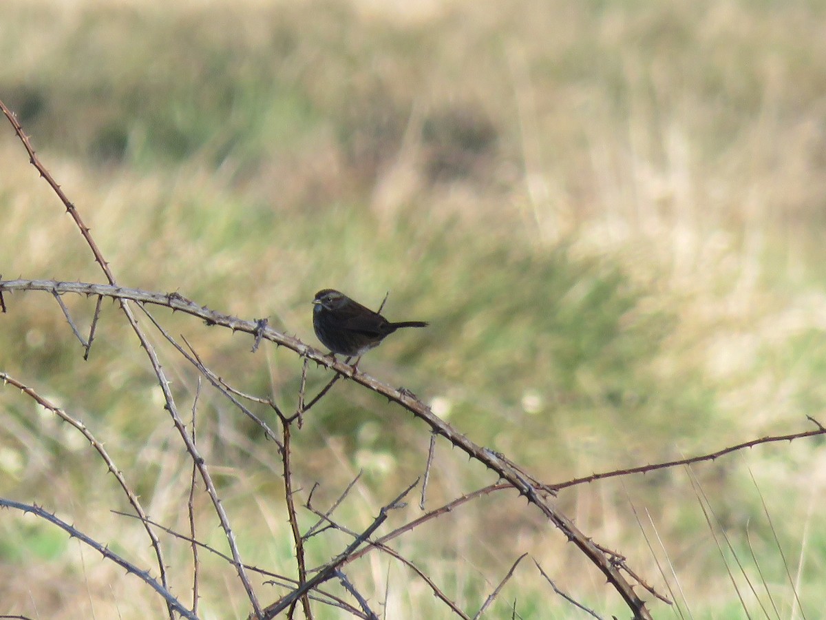 Song Sparrow - ML134721061