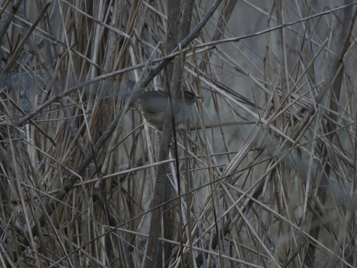 Marsh Wren - ML134721611