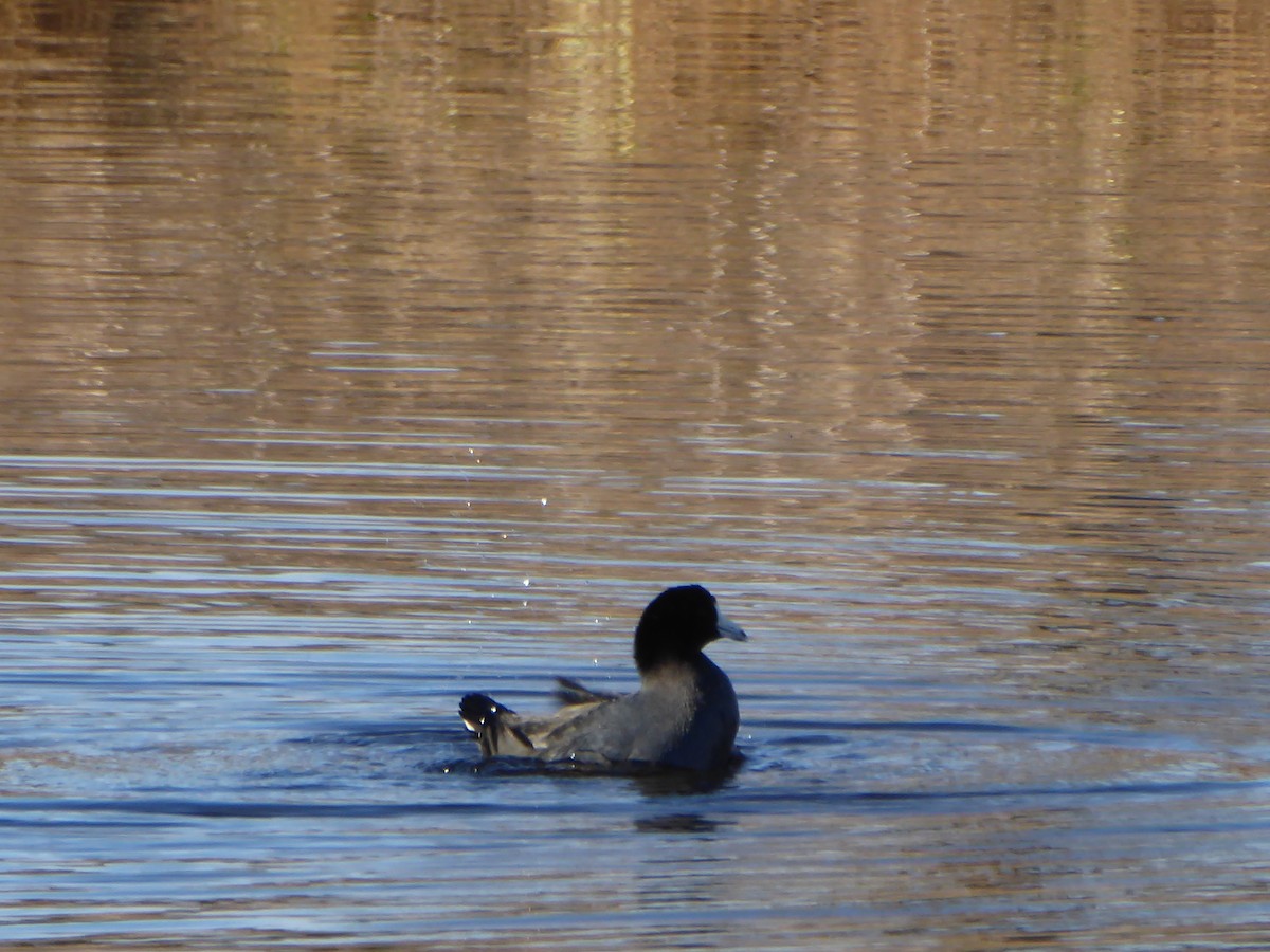 American Coot - Alexandra Pearson