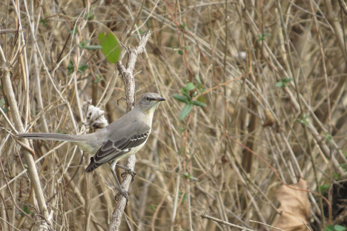 Northern Mockingbird - ML134722991