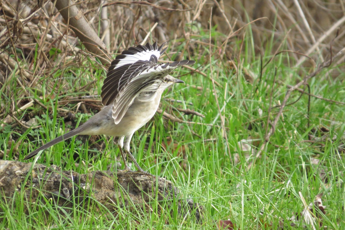 Northern Mockingbird - ML134723001