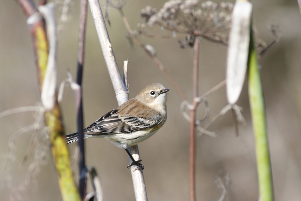 Yellow-rumped Warbler - ML134724491