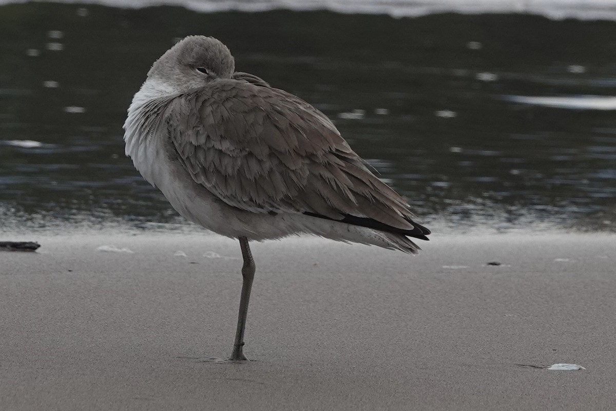 Willet - Leah Ramsay